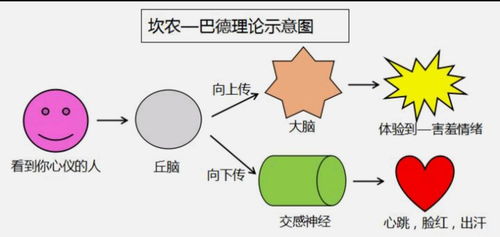 情绪解码与平衡 心理健康咨询中的情绪管理与健康实践